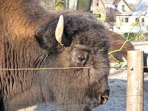 Besuch der Rasenden Kinder Kultur Reporter im Tierpark / Copyright: abz GmbH