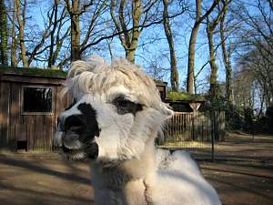 Ein Alpaka kein Lama! // Besuch der Rasenden Kinder Kultur Reporter im Tierpark / Copyright: abz GmbH