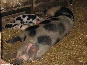 Das Bentheimer Buntschwein. // Besuch der Rasenden Kinder Kultur Reporter im Tierpark / Copyright: abz GmbH