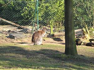 Wenn man genau schut sieht man die Beine des Babys aus dem Beutel heraushängen. // Besuch der Rasenden Kinder Kultur Reporter im Tierpark / Copyright: abz GmbH